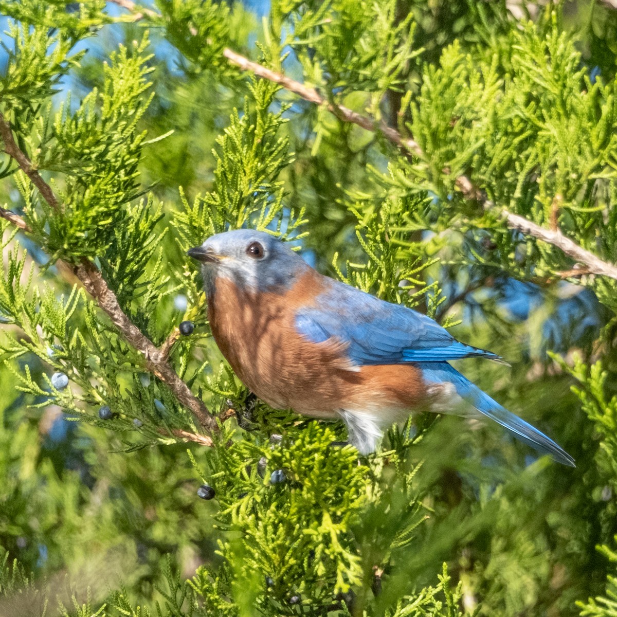 Eastern Bluebird - ML610292035