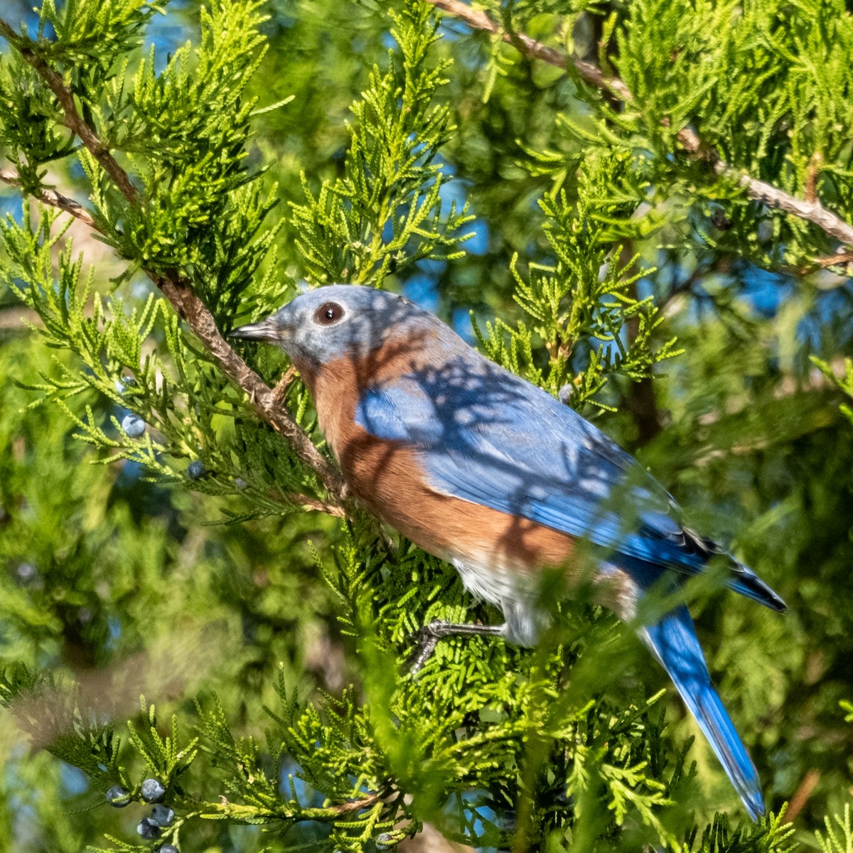 Eastern Bluebird - ML610292036