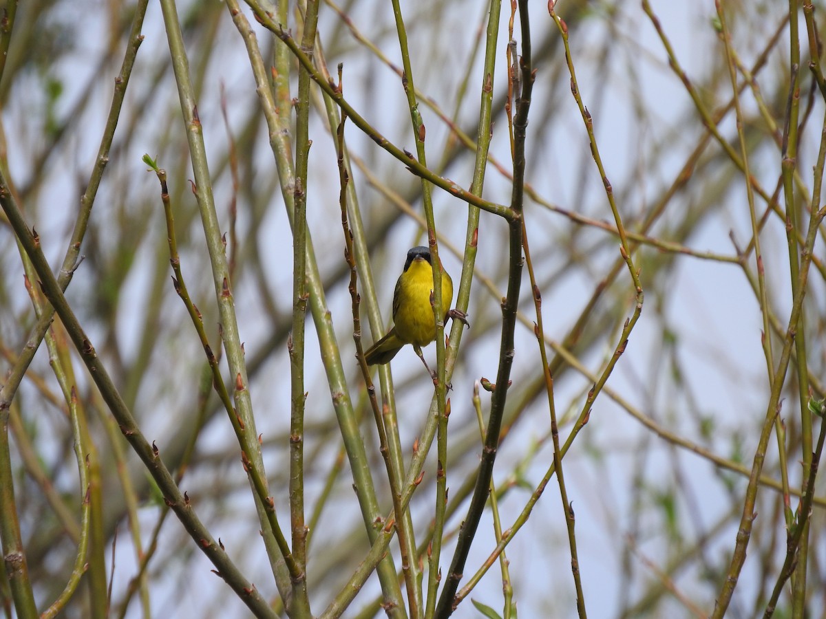 Paruline voilée - ML610292207