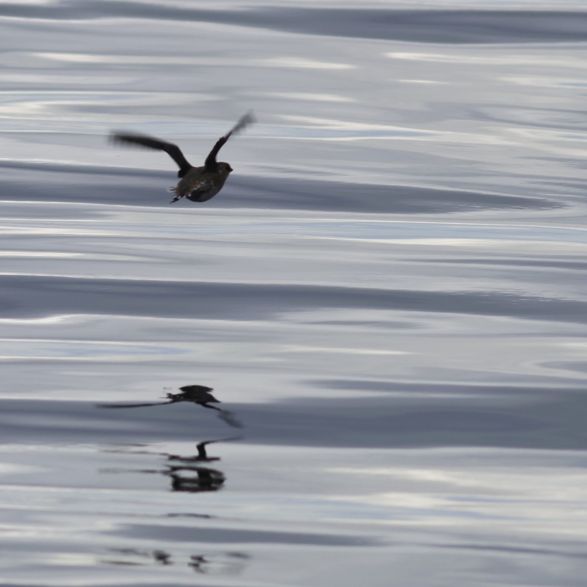 Kittlitz's Murrelet - Ferenc Domoki