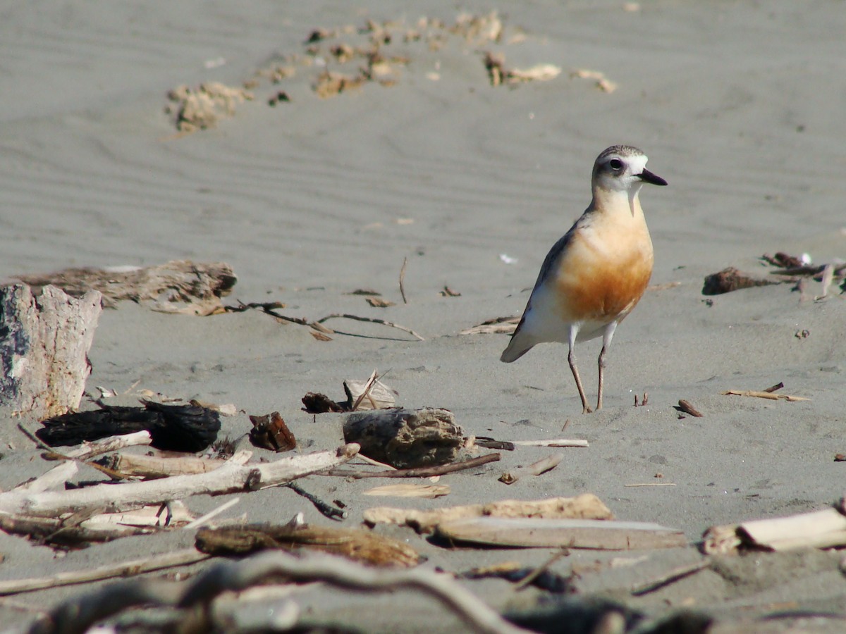 Red-breasted Dotterel - Saul Ward