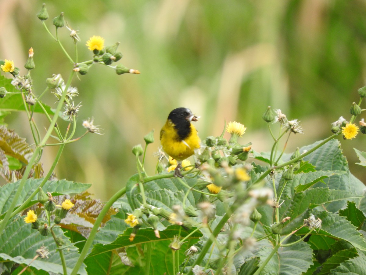 Hooded Siskin - ML610292237