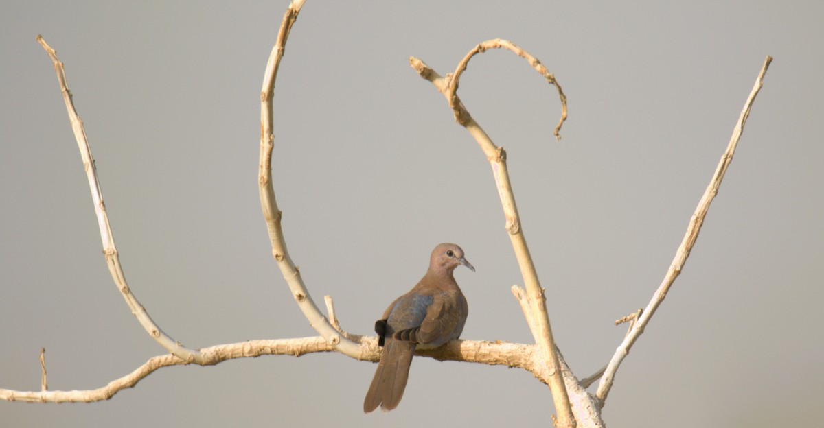 Laughing Dove - ML610292239