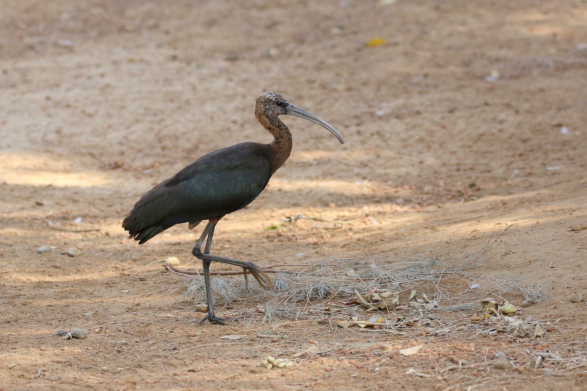 ibis hnědý - ML610292243