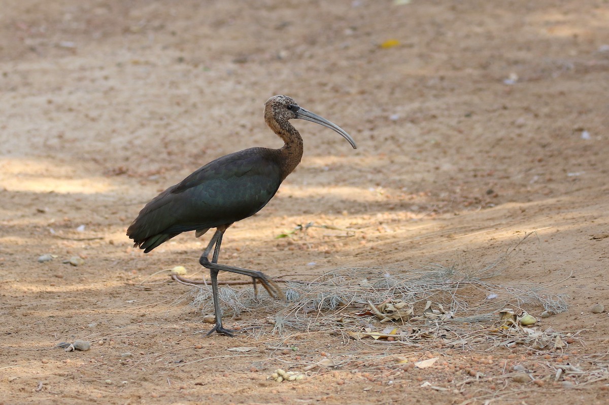 Glossy Ibis - Chris Kehoe