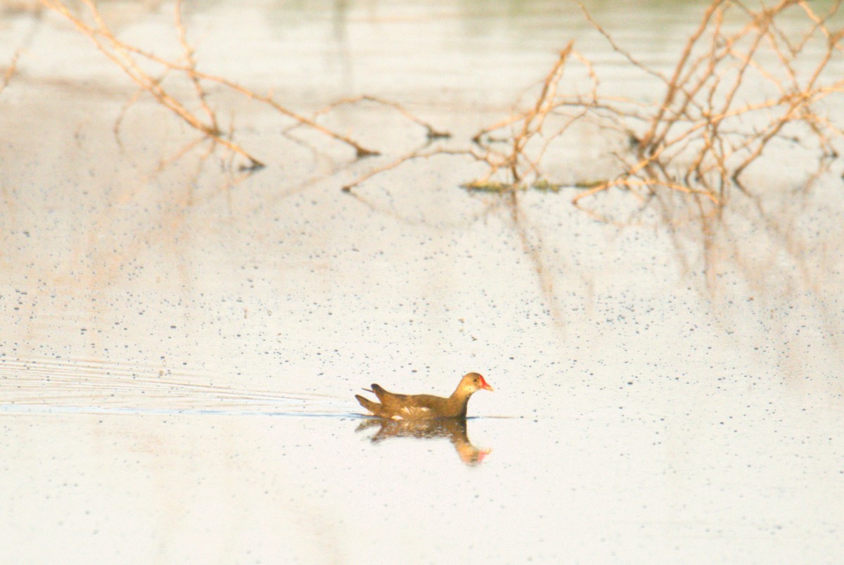 Eurasian Moorhen - ML610292246