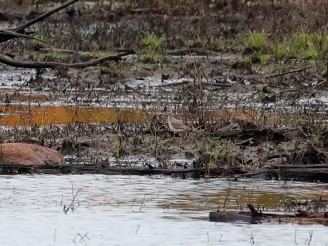 Lesser Yellowlegs - ML610292291