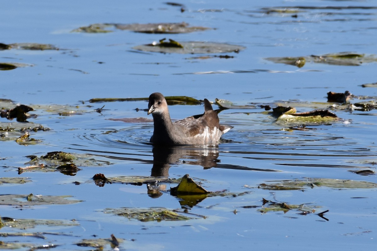 Common Gallinule - ML610292319