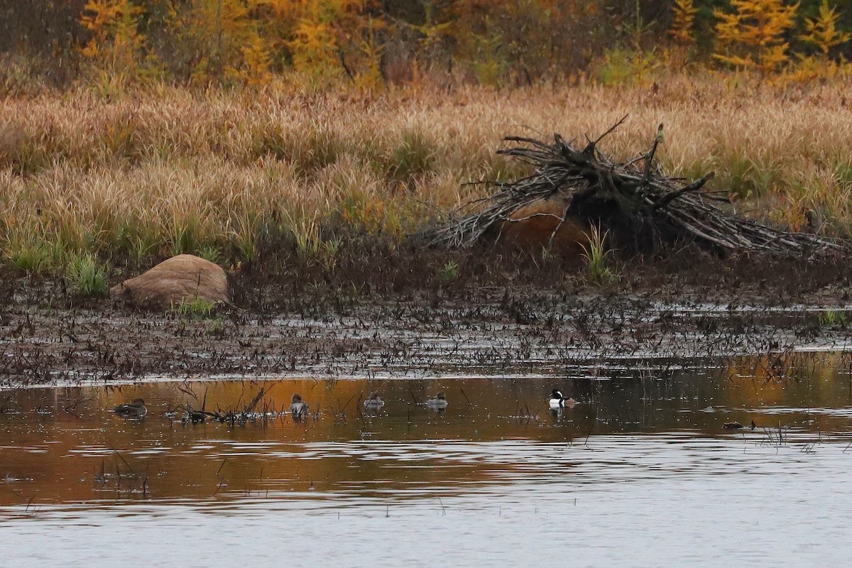 Hooded Merganser - ML610292320