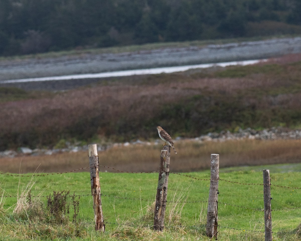 Cooper's Hawk - ML610292325