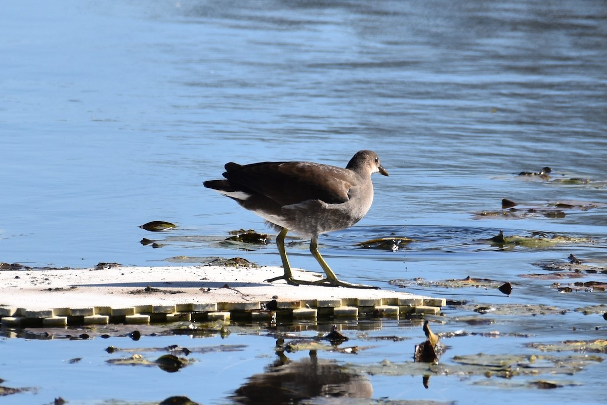 Common Gallinule - ML610292327