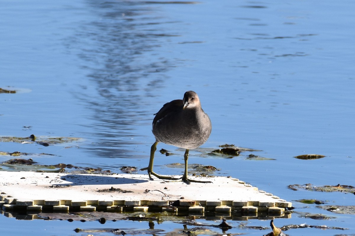 Common Gallinule - ML610292330