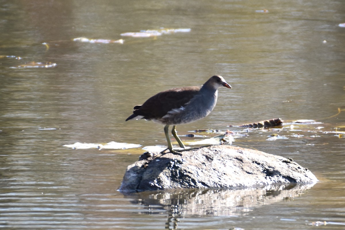 Common Gallinule - ML610292336