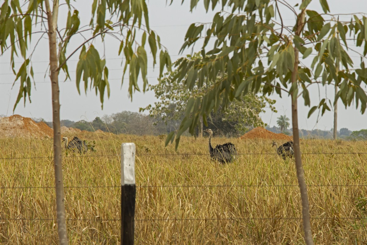 Greater Rhea - Antonio Rodriguez-Sinovas