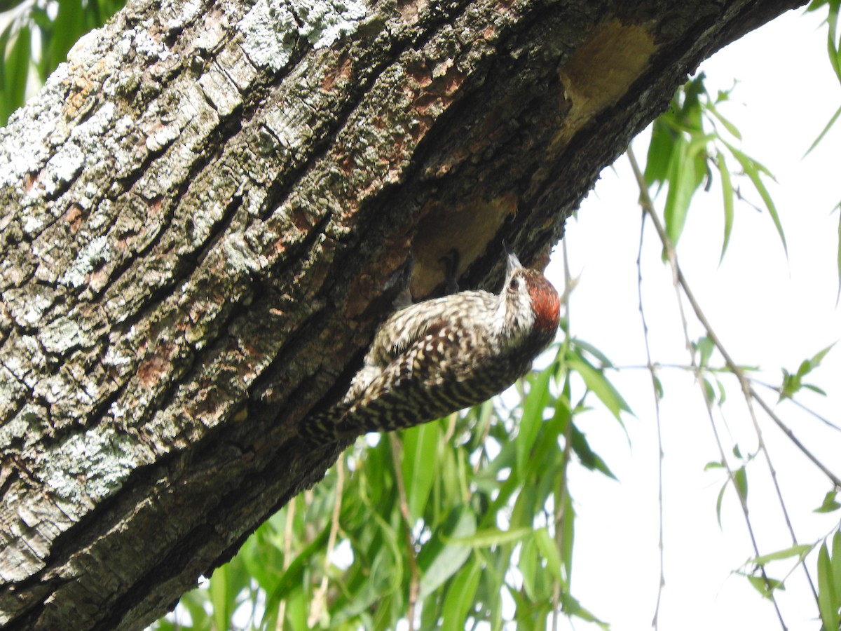 Checkered Woodpecker - ML610292362