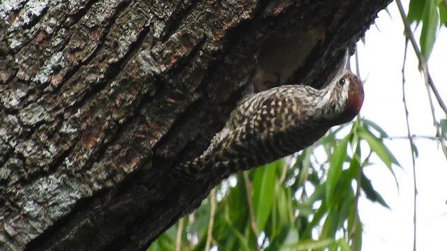 Checkered Woodpecker - ML610292364