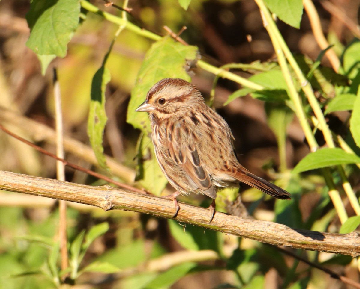 Song Sparrow - Mary Erickson