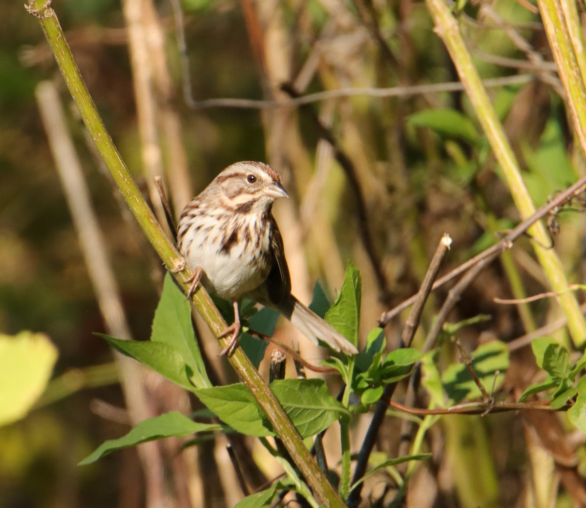 Song Sparrow - Mary Erickson