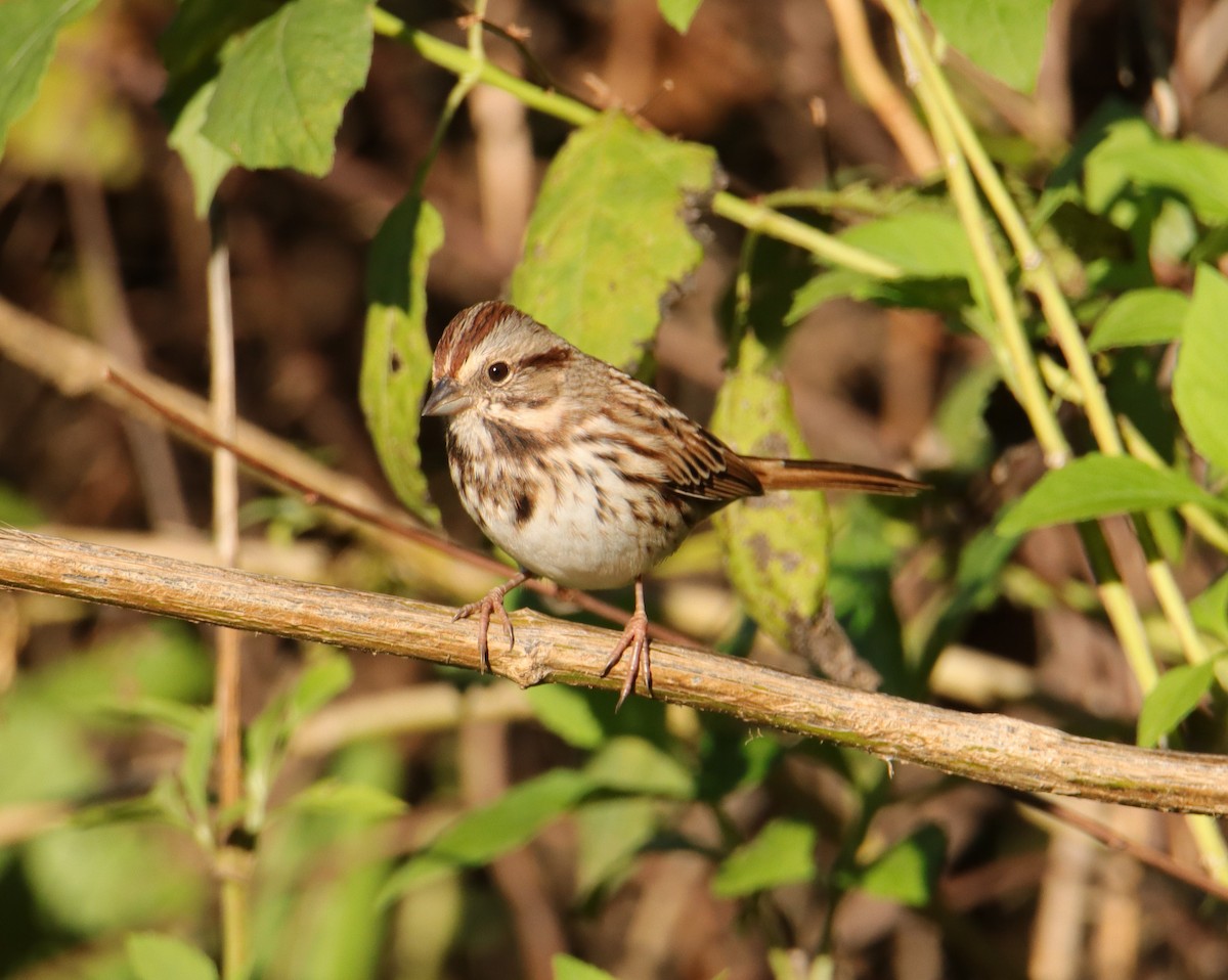 Song Sparrow - Mary Erickson