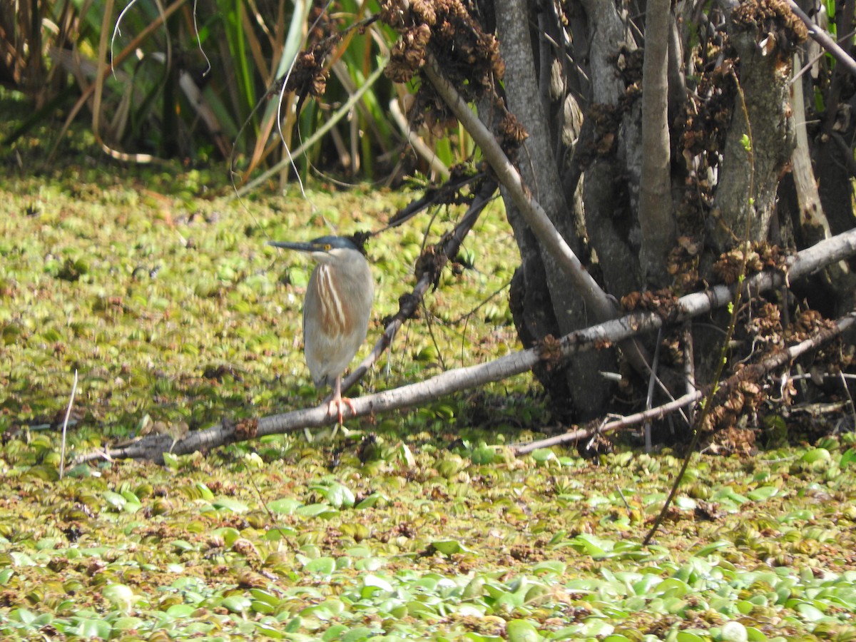 Striated Heron (South American) - ML610292410