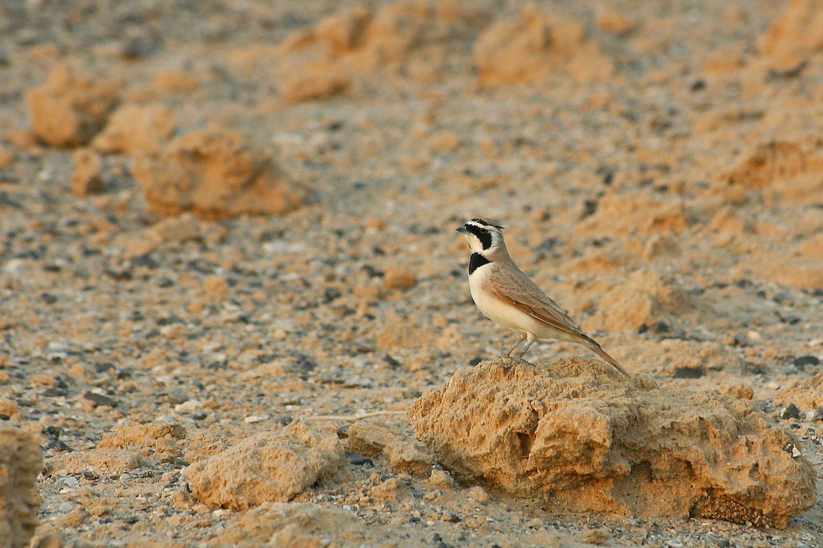 Temminck's Lark - ML610292423