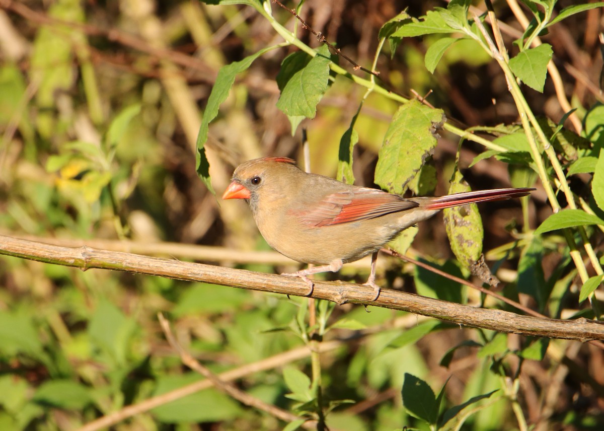 Cardinal rouge - ML610292443