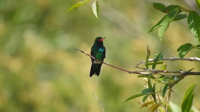 Glittering-bellied Emerald - ML610292473