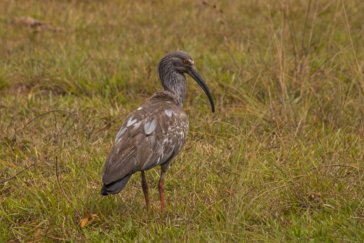 Plumbeous Ibis - Antonio Rodriguez-Sinovas