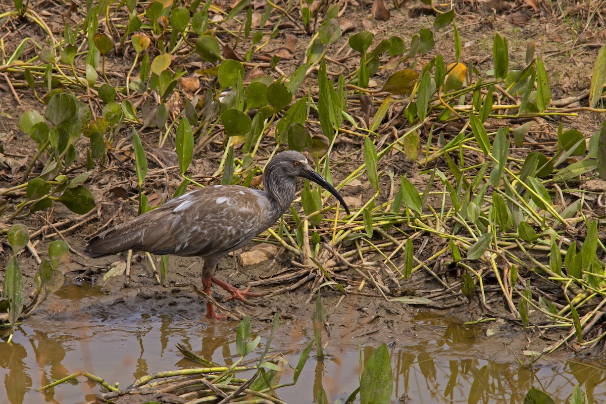 Plumbeous Ibis - Antonio Rodriguez-Sinovas