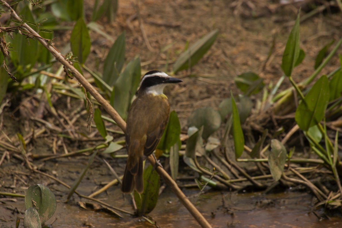 Great Kiskadee - Antonio Rodriguez-Sinovas