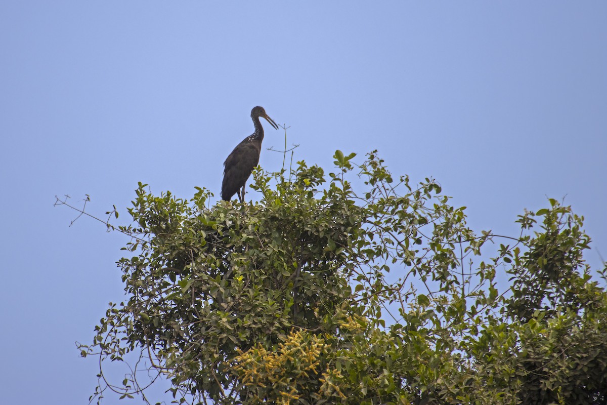 Limpkin - Antonio Rodriguez-Sinovas