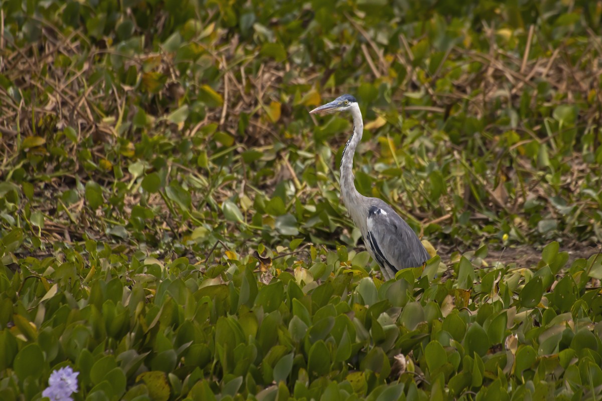 Cocoi Heron - Antonio Rodriguez-Sinovas