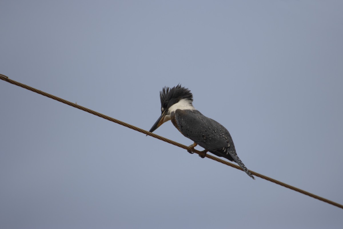 Ringed Kingfisher - Antonio Rodriguez-Sinovas