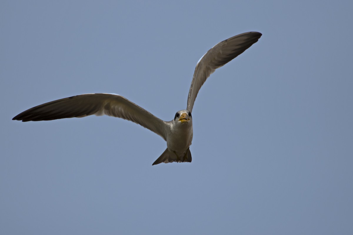 Large-billed Tern - Antonio Rodriguez-Sinovas