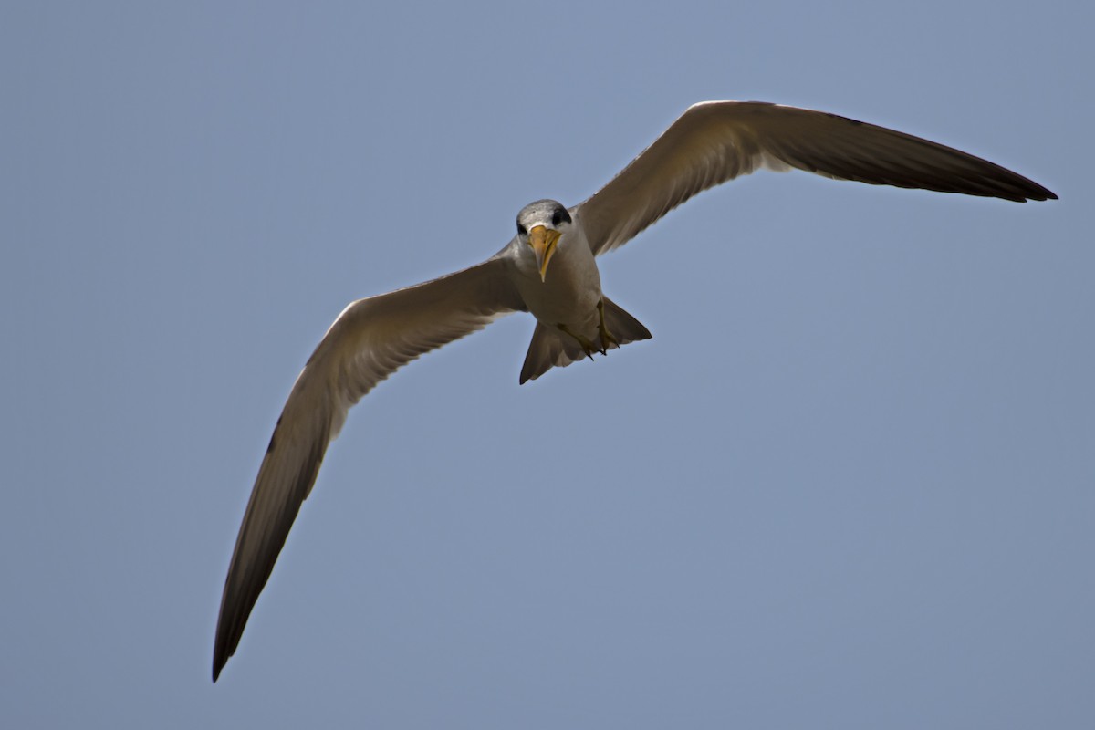 Large-billed Tern - Antonio Rodriguez-Sinovas