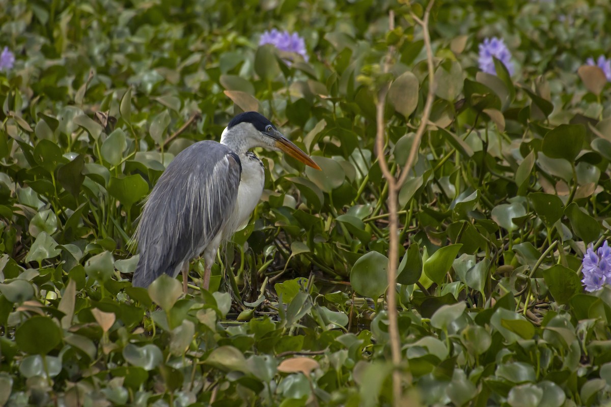 Cocoi Heron - Antonio Rodriguez-Sinovas