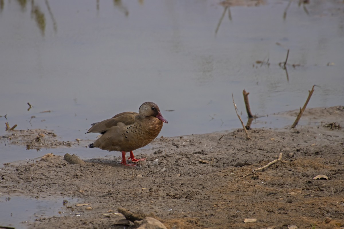 Brazilian Teal - Antonio Rodriguez-Sinovas