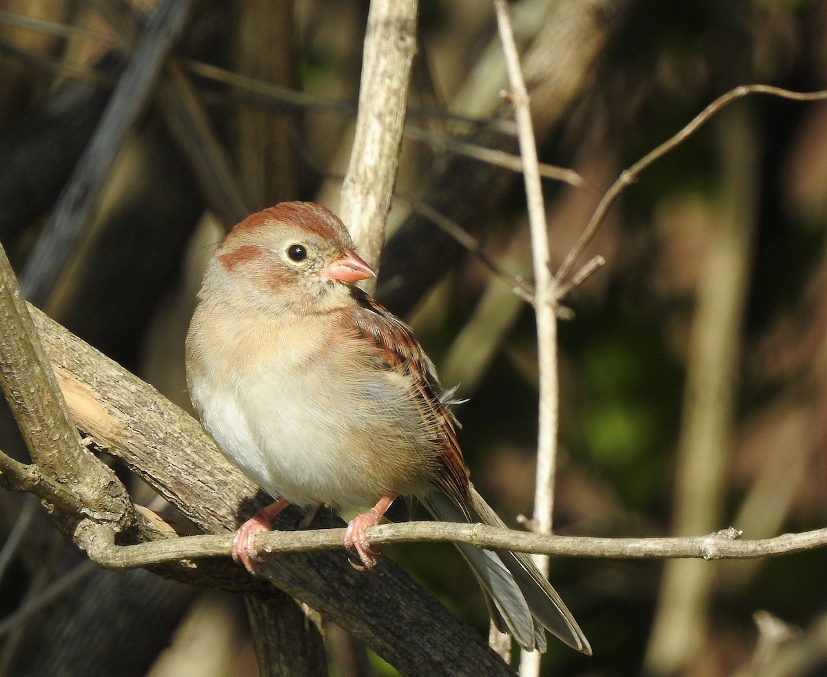 Field Sparrow - ML610292639