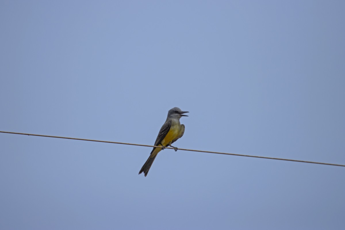 Tropical Kingbird - Antonio Rodriguez-Sinovas