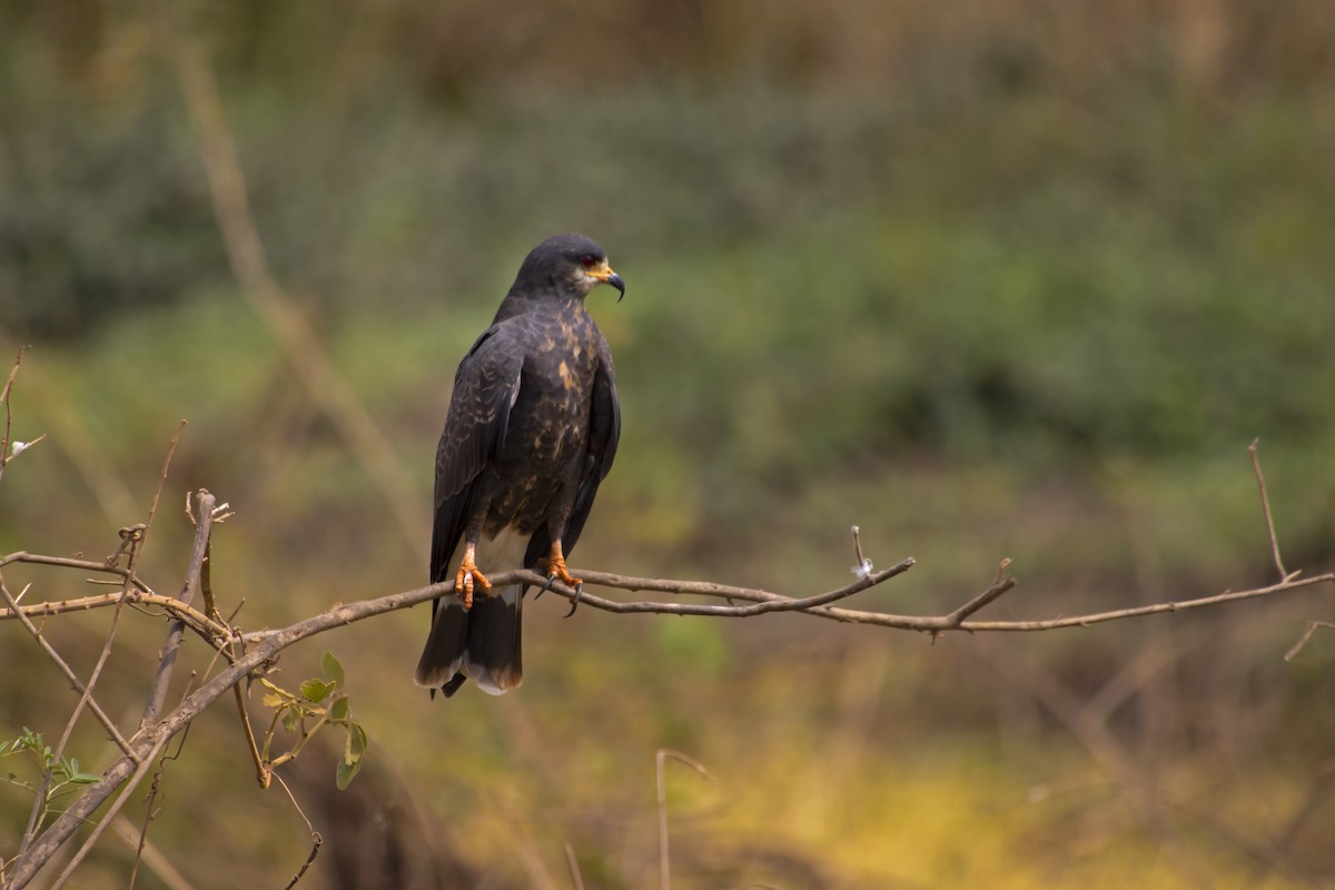 Snail Kite - Antonio Rodriguez-Sinovas