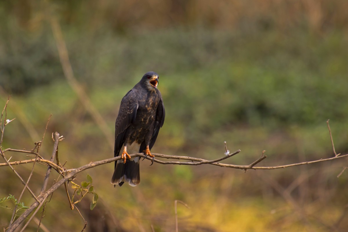 Snail Kite - Antonio Rodriguez-Sinovas
