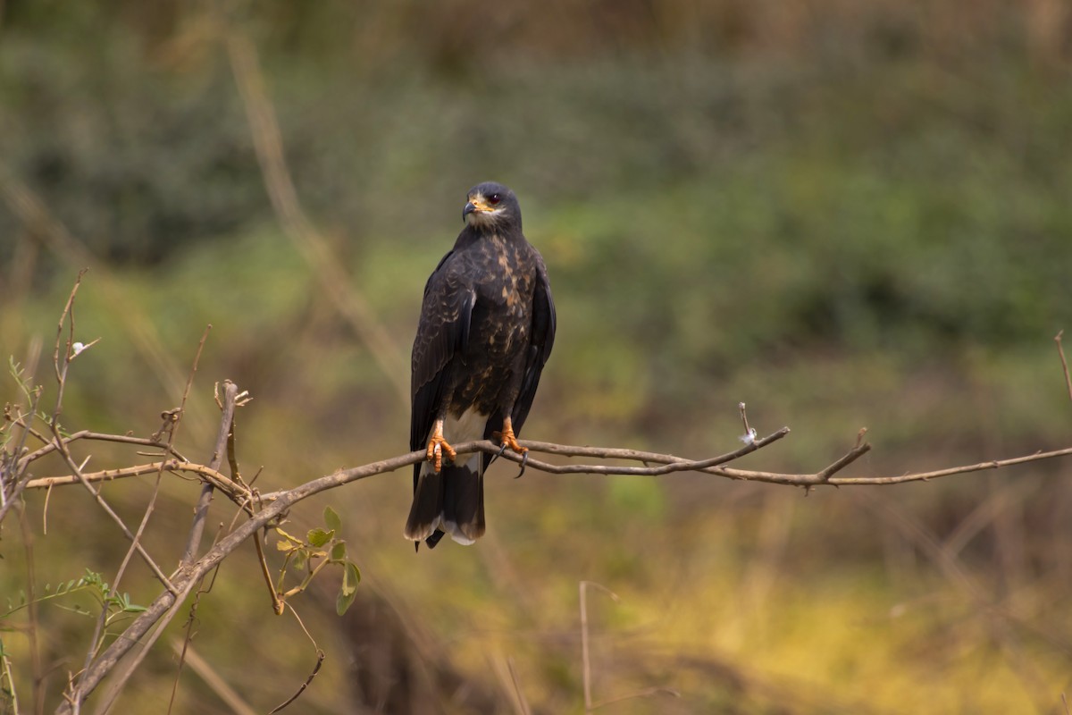 Snail Kite - Antonio Rodriguez-Sinovas