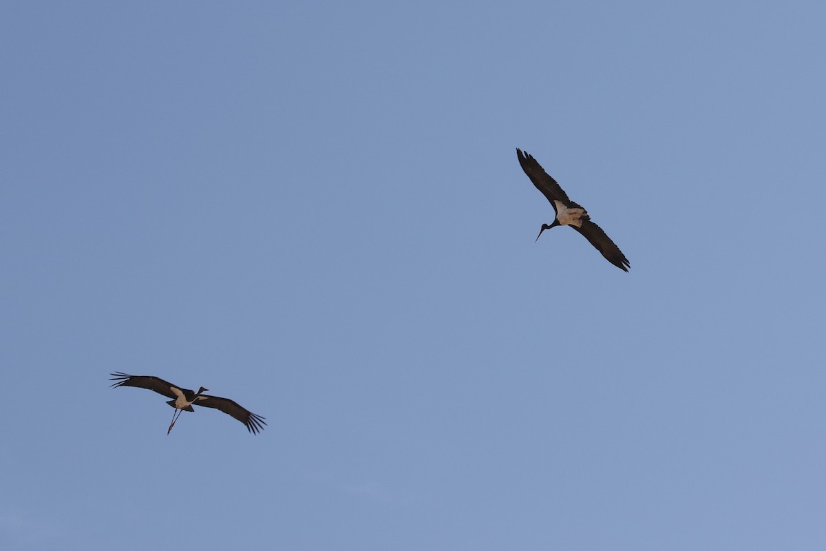 Black Stork - ML610292676