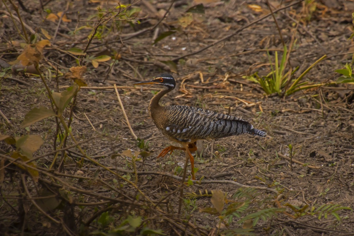 Sunbittern - Antonio Rodriguez-Sinovas