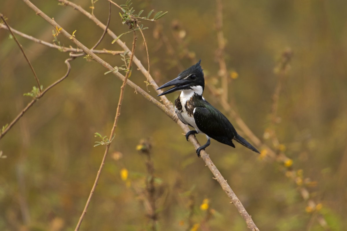 Amazon Kingfisher - ML610292765