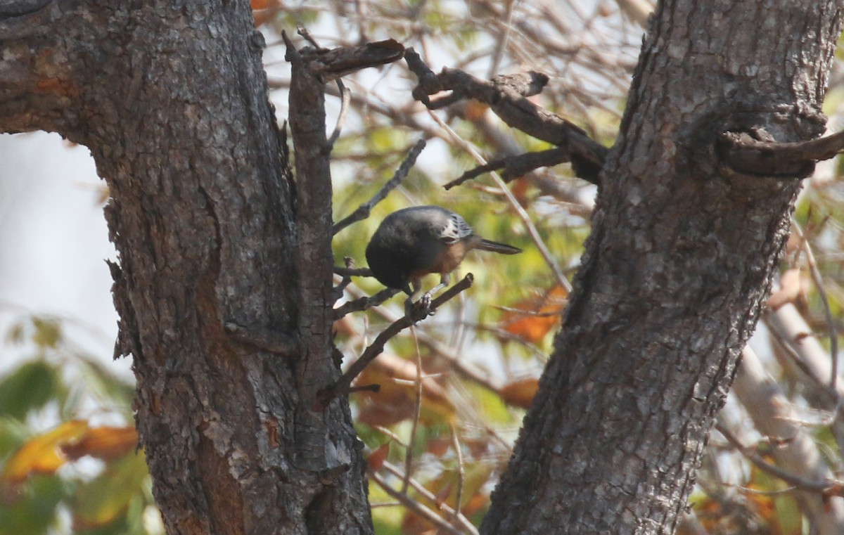 Rufous-bellied Tit - Jeffrey Anderson