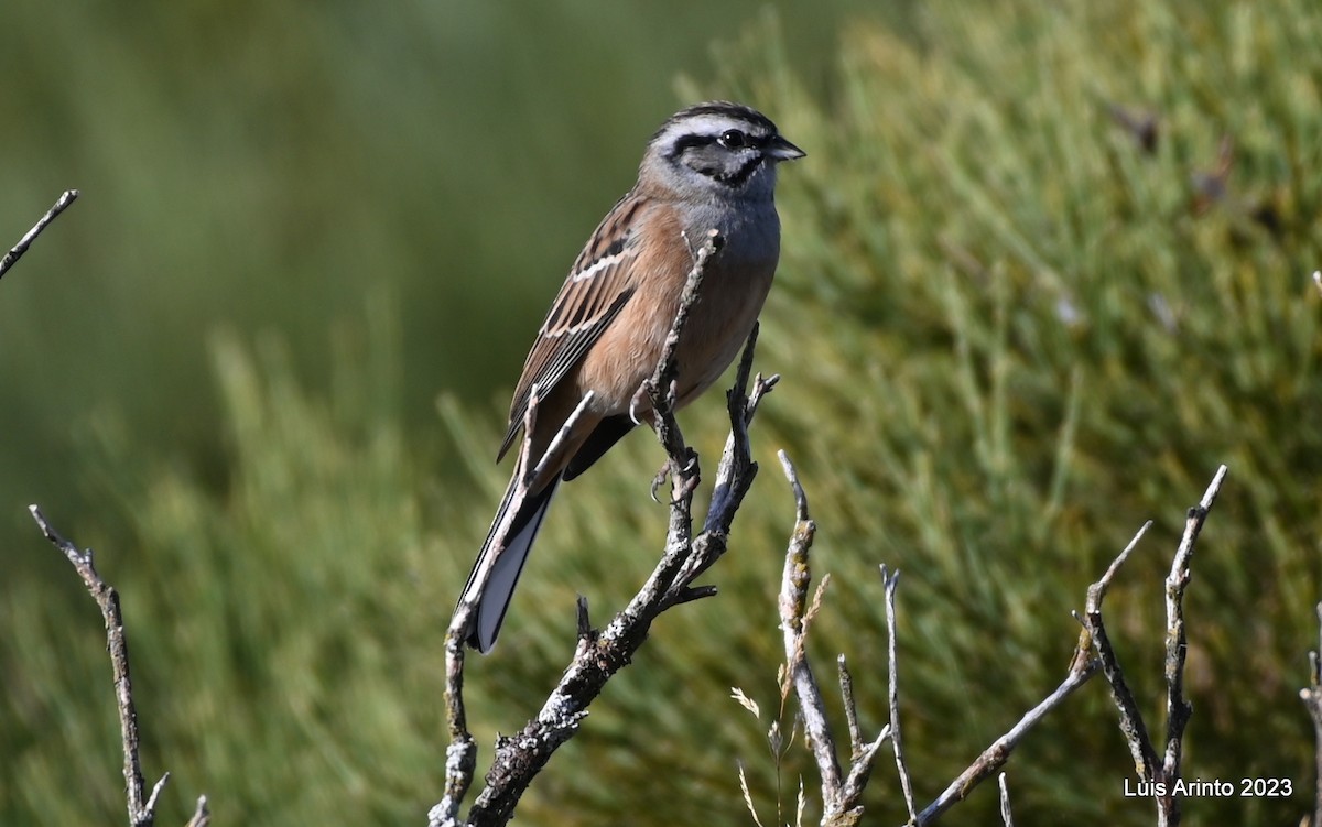 Rock Bunting - ML610292811