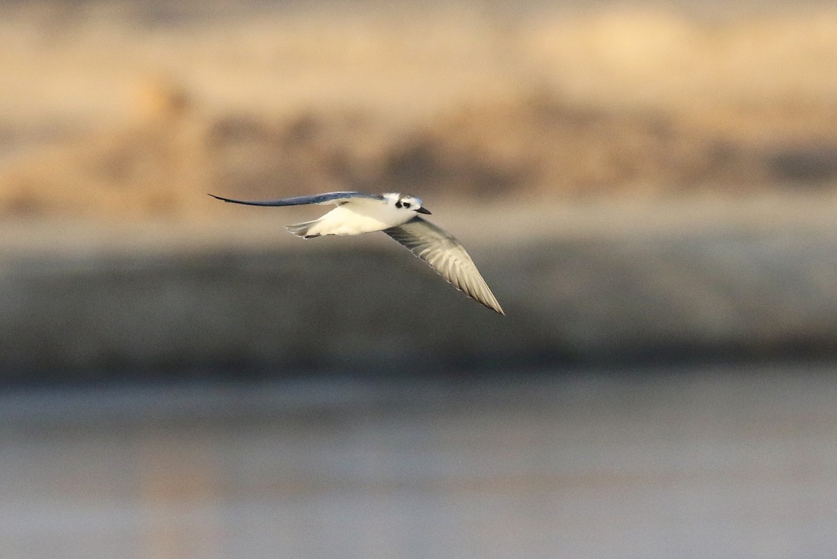 White-winged Tern - ML610292848