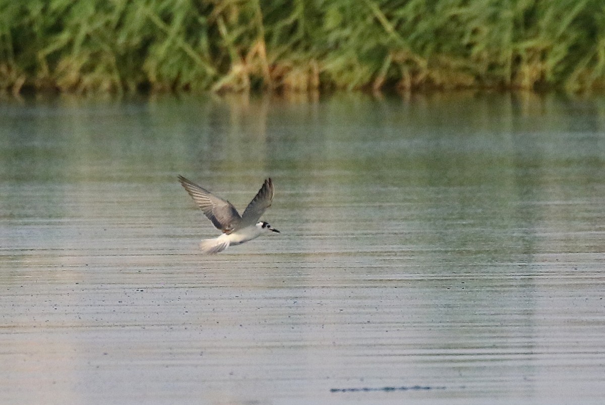 White-winged Tern - ML610292849