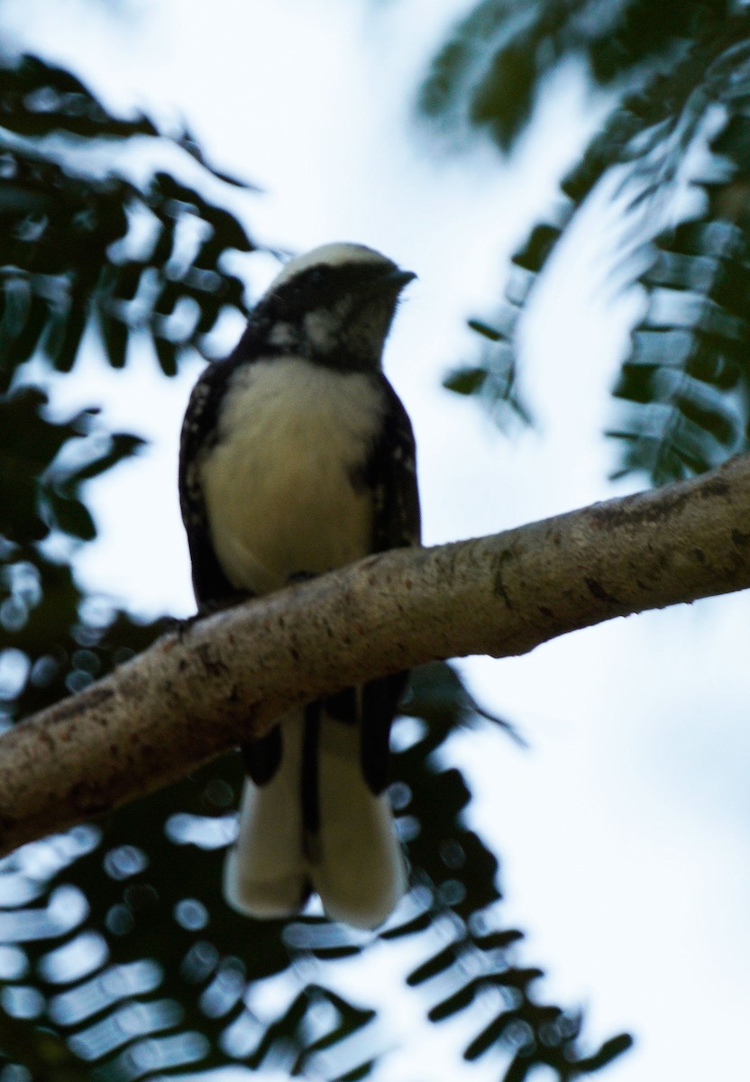 White-browed Fantail - ML610292898